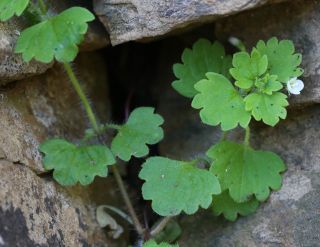 Veronica cymbalaria Bodard subsp. cymbalaria [8/9]