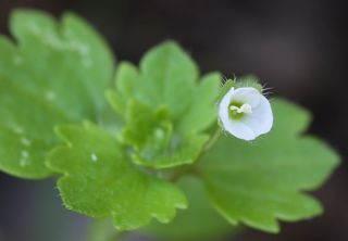 Veronica cymbalaria Bodard subsp. cymbalaria [9/9]