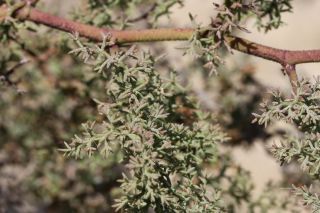 Limonium asparagoides (Batt.) Maire [11/13]