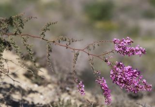 Limonium asparagoides (Batt.) Maire [12/13]