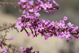 Limonium asparagoides (Batt.) Maire [13/13]