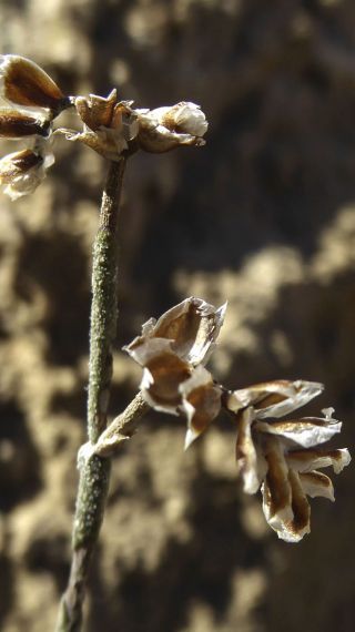 Limonium chazaliei (Boiss.) Maire [3/7]
