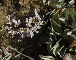 Limonium delicatulum (Girard) Kuntze subsp. delicatulum [5/11]
