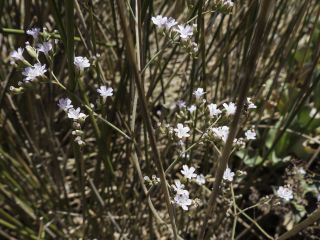 Limonium delicatulum (Girard) Kuntze subsp. delicatulum [7/11]