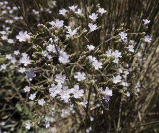 Limonium delicatulum (Girard) Kuntze subsp. delicatulum [8/11]