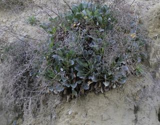 Limonium emarginatum (Willd.) Kuntze [1/6]