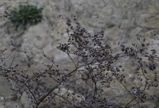 Limonium emarginatum (Willd.) Kuntze [3/6]