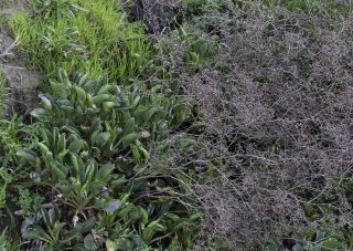 Limonium emarginatum (Willd.) Kuntze [4/6]