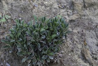 Limonium emarginatum (Willd.) Kuntze [6/6]