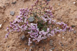 Limonium trachycladum Maire & Wilczek [15/17]