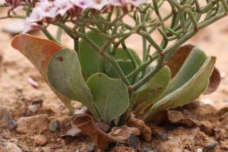 Limonium trachycladum Maire & Wilczek [16/17]