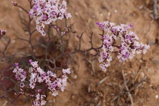 Limonium trachycladum Maire & Wilczek [17/17]