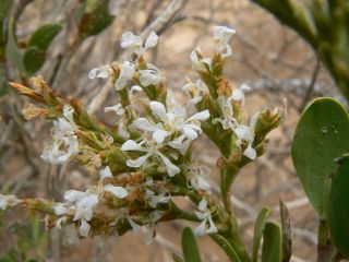 Saharanthus ifniensis (A. Caballero) M.B. Crespo & M.D. Lledo [2/13]