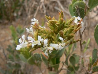 Saharanthus ifniensis (A. Caballero) M.B. Crespo & M.D. Lledo [3/13]
