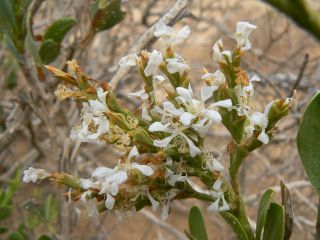 Saharanthus ifniensis (A. Caballero) M.B. Crespo & M.D. Lledo [4/13]