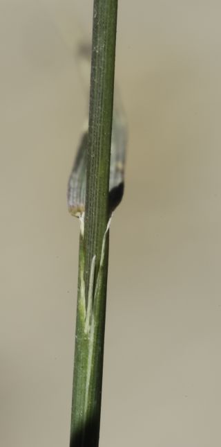 Agropyron cristatum subsp. brachyatherum (Maire) Dobignard [5/12]