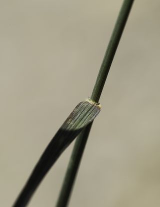 Agropyron cristatum subsp. brachyatherum (Maire) Dobignard [6/12]