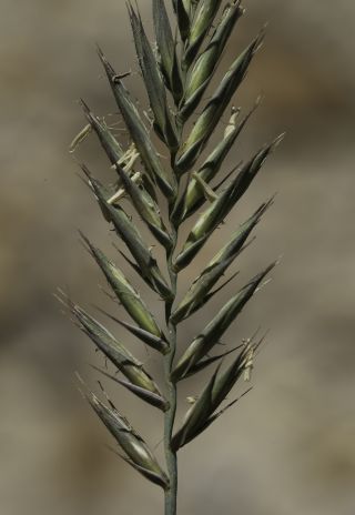 Agropyron cristatum subsp. brachyatherum (Maire) Dobignard [7/12]