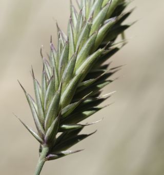 Agropyron cristatum subsp. brachyatherum (Maire) Dobignard [11/12]