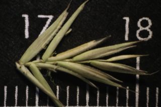 Agropyron cristatum subsp. brachyatherum (Maire) Dobignard [12/12]