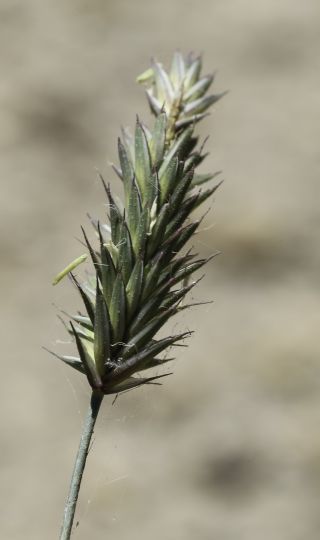 Agropyron cristatum subsp. brachyatherum (Maire) Dobignard [10/12]