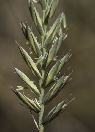 Agropyron cristatum subsp. brachyatherum (Maire) Dobignard [9/12]
