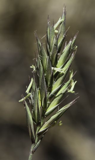 Agropyron cristatum subsp. brachyatherum (Maire) Dobignard [8/12]