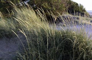 Ammophila arenaria subsp. arundinacea (Host) H. Lindb. [1/3]