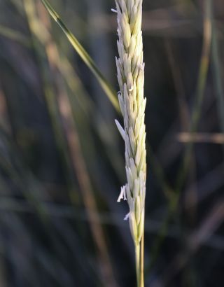 Ammophila arenaria subsp. arundinacea (Host) H. Lindb. [2/3]