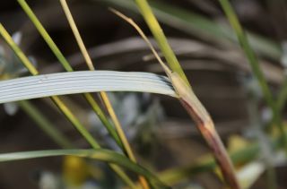 Ammophila arenaria subsp. arundinacea (Host) H. Lindb. [3/3]