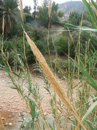 Arundo micrantha Lam. [2/4]