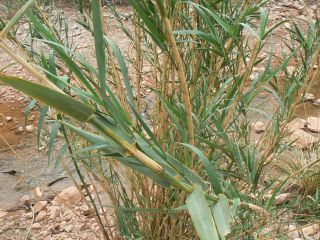 Arundo micrantha Lam. [3/4]