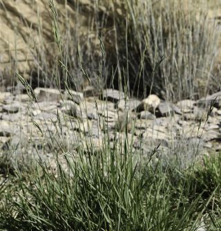 Brachypodium atlanticum Dobignard [2/9]