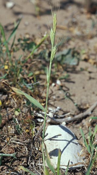 Brachypodium distachyon (L.) P. Beauv. s.l. [1/11]