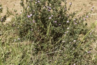 Brachypodium phoenicoides (L.) P. Beauv. ex Roem. & Schult. [2/10]