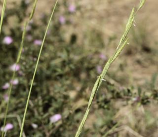 Brachypodium phoenicoides (L.) P. Beauv. ex Roem. & Schult. [3/10]