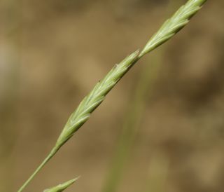 Brachypodium phoenicoides (L.) P. Beauv. ex Roem. & Schult. [4/10]