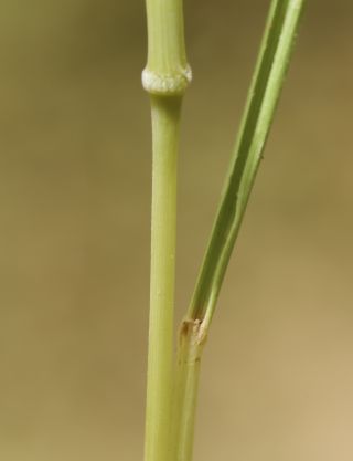 Brachypodium phoenicoides (L.) P. Beauv. ex Roem. & Schult. [5/10]