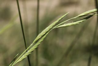 Brachypodium phoenicoides (L.) P. Beauv. ex Roem. & Schult. [6/10]