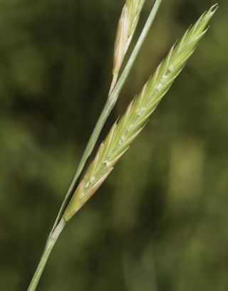 Brachypodium phoenicoides (L.) P. Beauv. ex Roem. & Schult. [8/10]