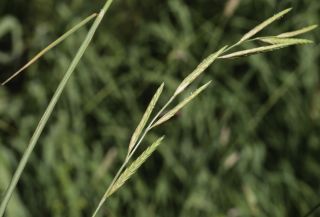 Brachypodium phoenicoides (L.) P. Beauv. ex Roem. & Schult. [9/10]