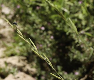 Brachypodium phoenicoides (L.) P. Beauv. ex Roem. & Schult. [10/10]