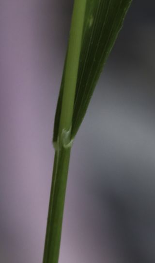 Brachypodium sylvaticum (Huds.) P. Beauv. subsp. sylvaticum [3/7]