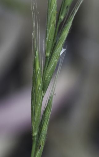 Brachypodium sylvaticum (Huds.) P. Beauv. subsp. sylvaticum [7/7]