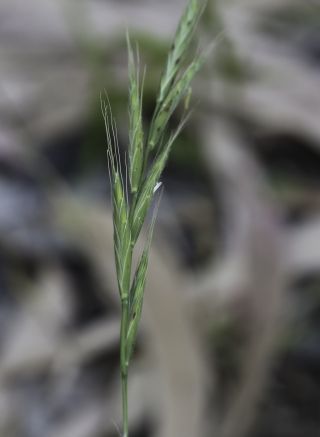 Brachypodium sylvaticum (Huds.) P. Beauv. subsp. sylvaticum [4/7]