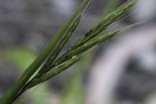 Brachypodium sylvaticum (Huds.) P. Beauv. subsp. sylvaticum [6/7]