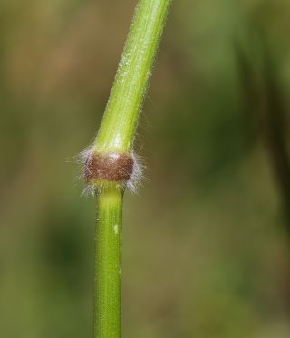 Bromus hordeaceus L. subsp. hordeaceus [5/8]