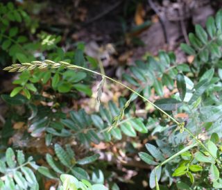 Castellia tuberculosa (Moris) Bor [5/9]