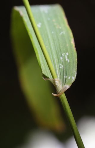 Castellia tuberculosa (Moris) Bor [6/9]