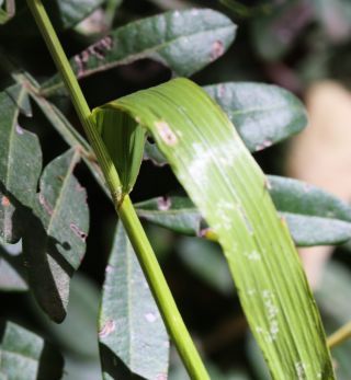 Castellia tuberculosa (Moris) Bor [7/9]